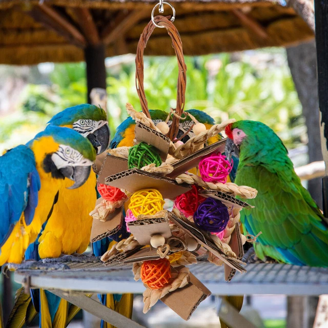 parrot rattan toy 2x Vogel Barsch Ausbildung Spielzeug Budgie Kauen Spielzeug Vö 10