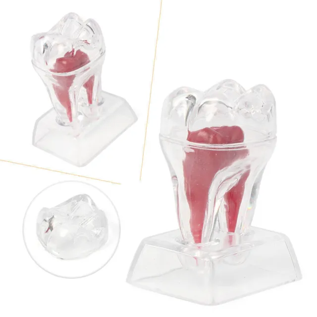 1x Dental Crystal Base Hard Plastic Teeth Tooth Molar Model Teaching Tool