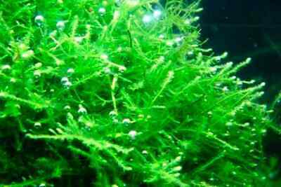 Java Moss Taxiphyllum Barbieri Easy Live Aquarium Plant BUY 2 GET 1 FREE ✅