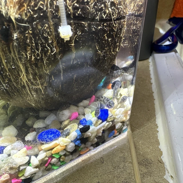 Baby Cichlid live fish For Sale 12