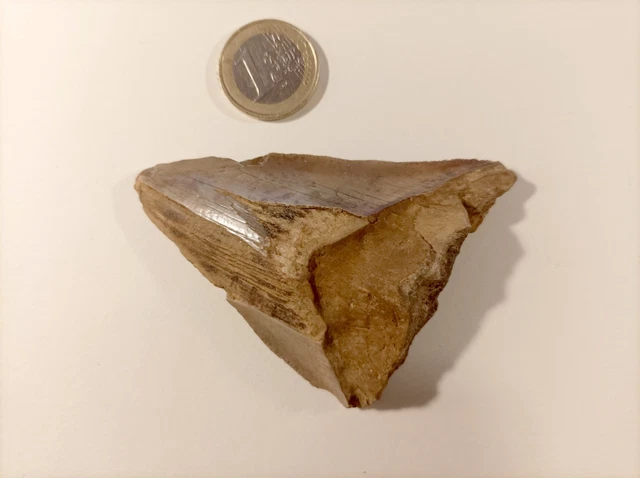 Coquillage fossile protocardia hillana sur gangue - 364 grammes