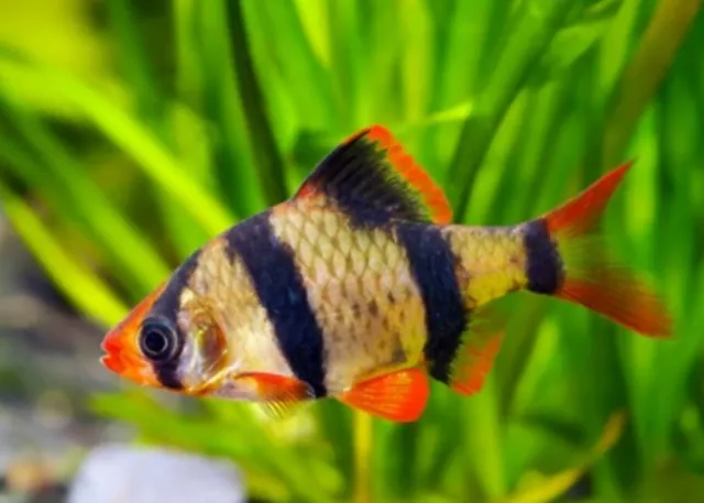 3 Tiger Barb *LIVE FRESHWATER AQUARIUM FISH*