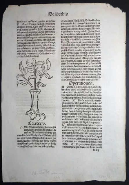 Meydenbach Hortus Sanitatis Inkunabelblatt Herbis Gart Der Gesundheit Mainz 1491