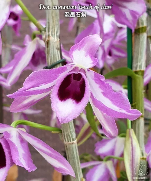 Orchid Orchidee Dendrobium anosmum 'A Touch of Class' (22 Pr)