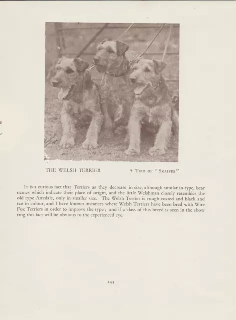 Welsh Terrier Dogs Old Vintage 1934 Dog Print Page