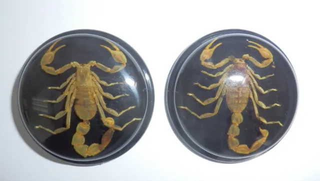 Insect Cabochon Golden Scorpion 38.5 mm Round inner 35 mm on Black 2 pieces Lot