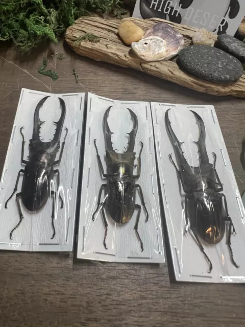 Unmounted Papered Specimen Stag Beetle Cyclommatus metallifer finae Indonesia 