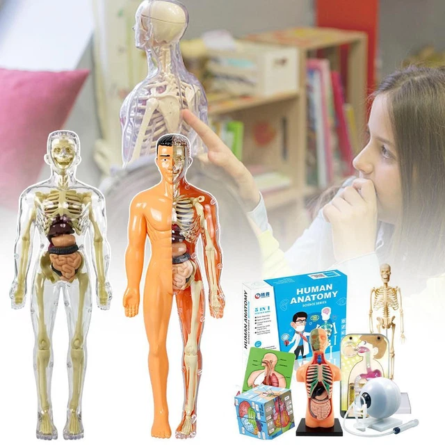 3D HUMAN BODY Torso Model Assembly Learning Toys Human Teaching Organ ...