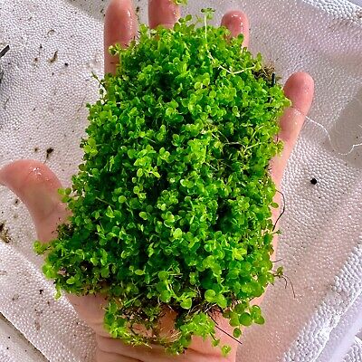 Monte Carlo LG MAT -BUY 2 GET 1 FREE Aquatic Plants Micranthemum Carpeting Plant