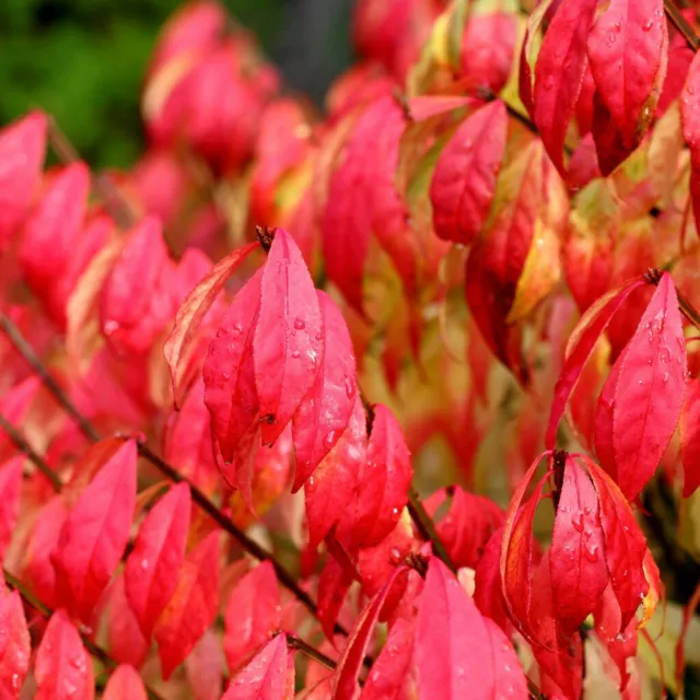 Euonymus alatus Bush Winged Spindle Tree Autumn Colour 1x 3.5L Pot by Suttons