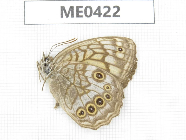 Butterfly. Kirinia epaminondas. Jilin, Baishan, Fusong county. 1M. ME0422.