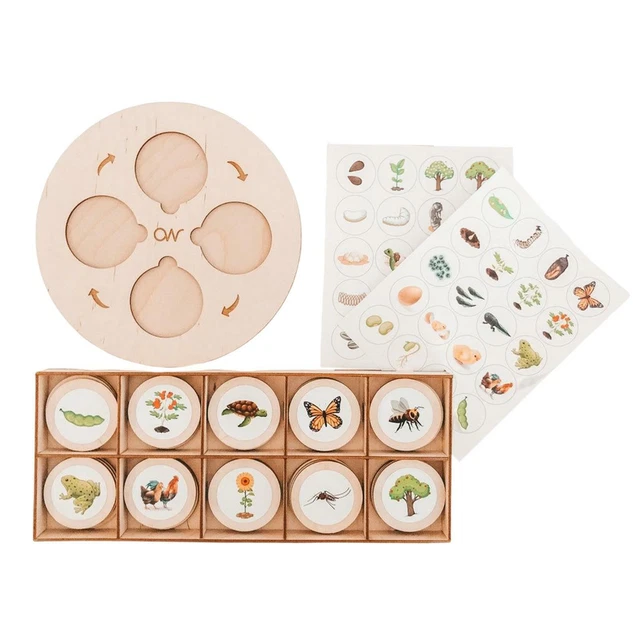 Flusskrebs Lebenszyklus Modell - Lernspielzeug Für Naturkunde