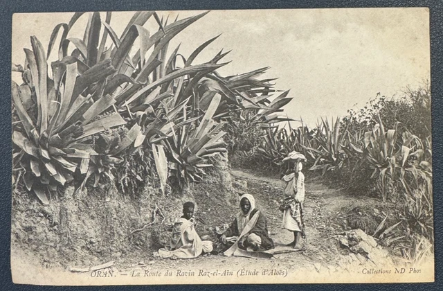 Lot 43 CPSM d'ALGER capitale d'ALGERIE, carte postale semi moderne de 1941 à 1963, Maghreb Afrique du Nord Colonie AFN - Collection