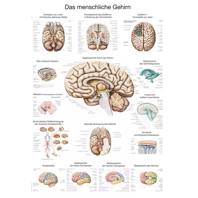 Lehrposter Lehrtafel Lehrmittel Das menschliche Gehirn, anatomie Poster, Größen