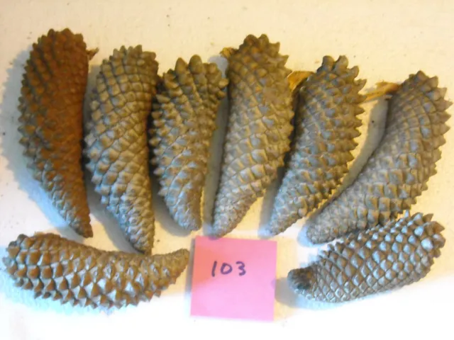 8 conos de pino de perno de perno de perno mediano aprox 4"" a 5"" de largo en su mayoría gris