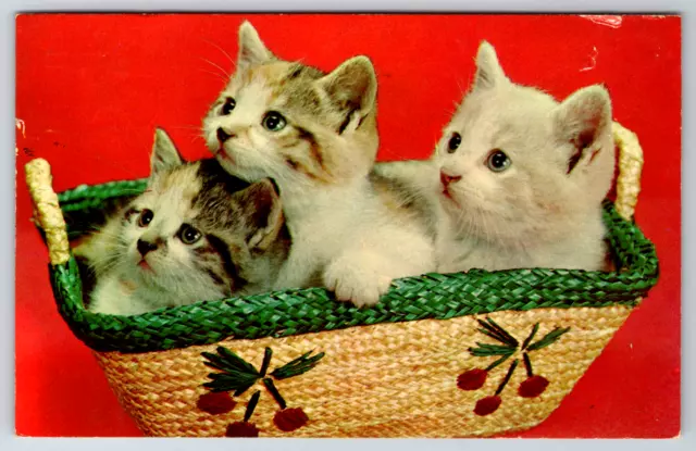 c1960s Basket of White and Brown Kittens Cute Vintage Postcard