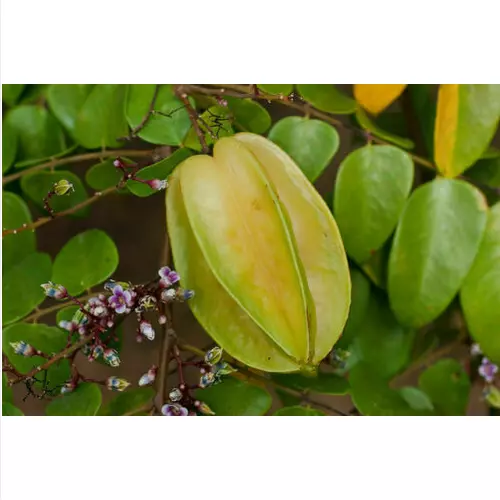 10 seeds of AVERRHOA CARAMBOLA + FREE GIFT