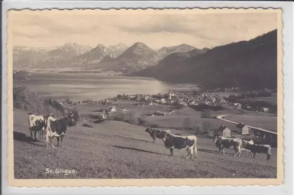 AK St. Gilgen, Wolfgangsee, Kuhherde, Foto-AK 1934