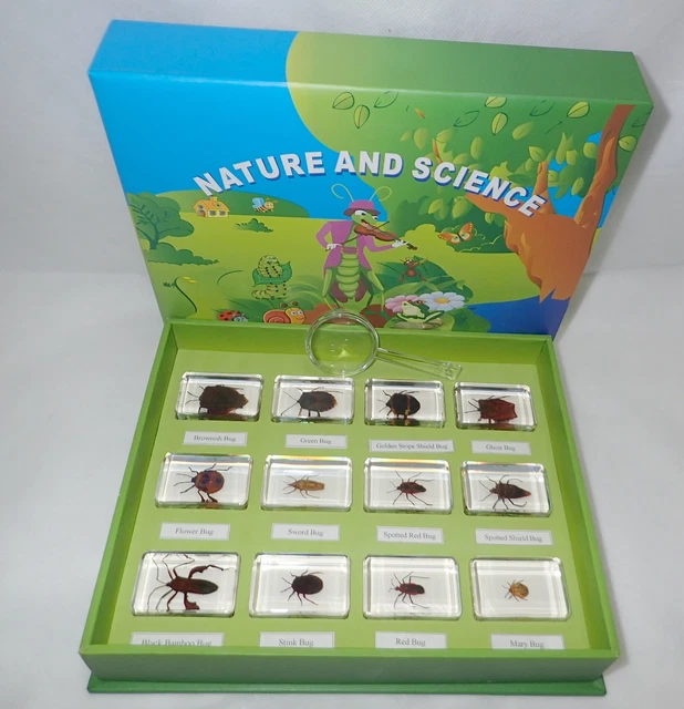 12 BUG INSECT Specimen Box Set in 12 Small Clear Resin Block Education