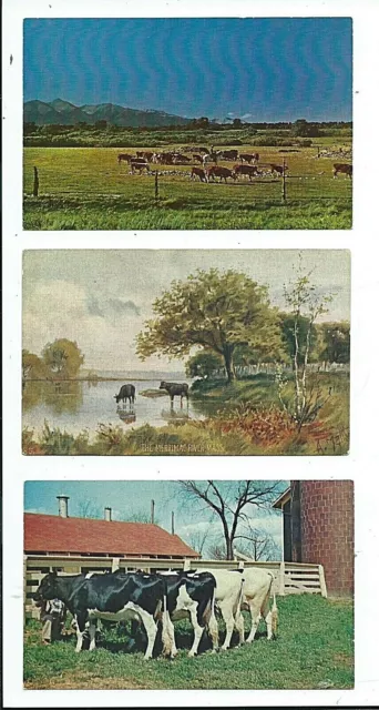 3 vintage CATTLE postcards Western Ranch BEEF Pastoral Scene River COWS Holstein