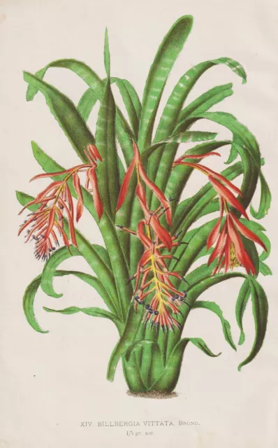 Billbergia Vittata Bromeliads Flower Botany Botany Lithograph Morren