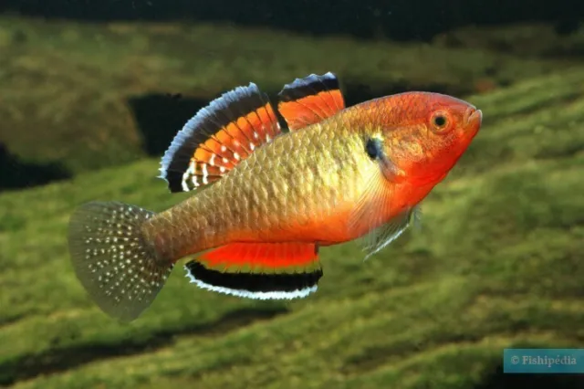 1 Live Empire Gudgeon Rare Freshwater Tropical Fish Hypseleotris Compresa Goby