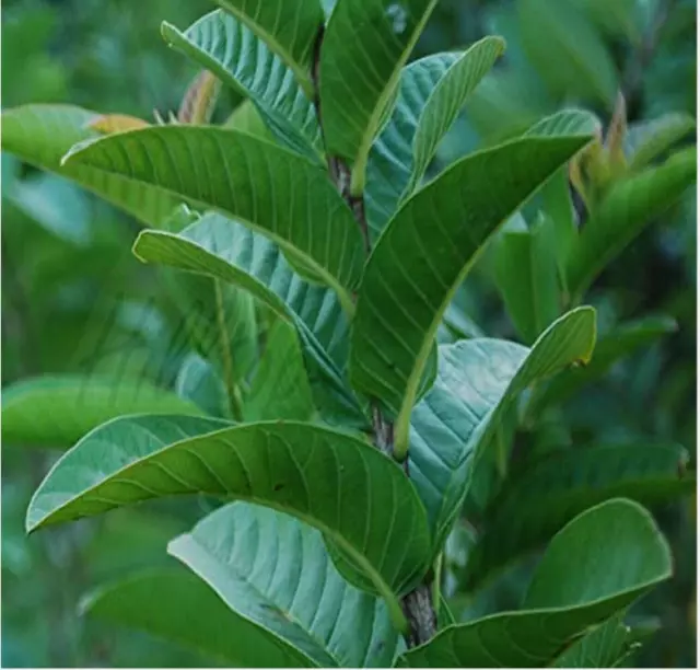 100 Organic Guava leaves fresh dried Hojas de Guayaba Guayabo Psidium Guajava