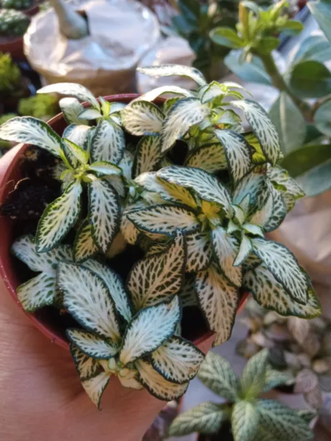 Fittonia SURTIDA de colores planta hojas de color plantas interior terrario colo