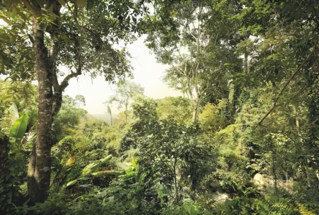 Alta Calidad No Tejido Papel Mural para Dormitorio Bosque Verde Diseño Botánica