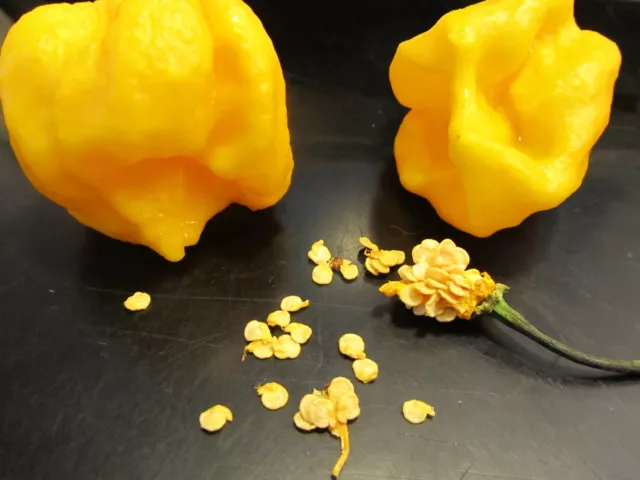 30+ Rare Hot Yellow Trinidad  Scorpion Cardi Pepper Seeds Grow Instructions 2023