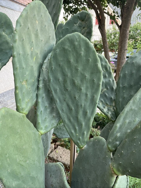 Opuntia senza spina dorsale immagini e fotografie stock ad alta