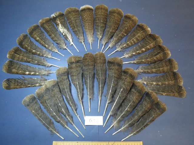 30 pcs Brown Turkey Tail Feathers, Fly tying, Saltwater fish,Hat Feathers (659) 30 pcs Brown Turkey Tail Feathers, Fly tying, Saltwater fish,Hat Feathers (659)