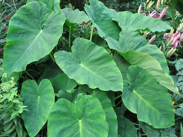 2 lampadine Colocasia esculenta, lampadine per orecchie di elefante, bulbi di taro, per la coltivazione