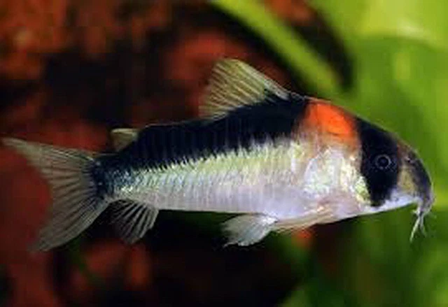 Group of 3+1 Live Adolfo's Cory Catfish Corydoras Freshwater Tropical Fish A++++