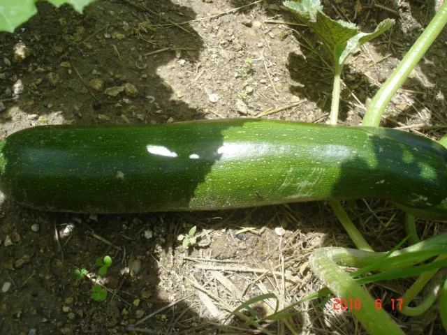 15 graines de COURGETTES VERTE Bio