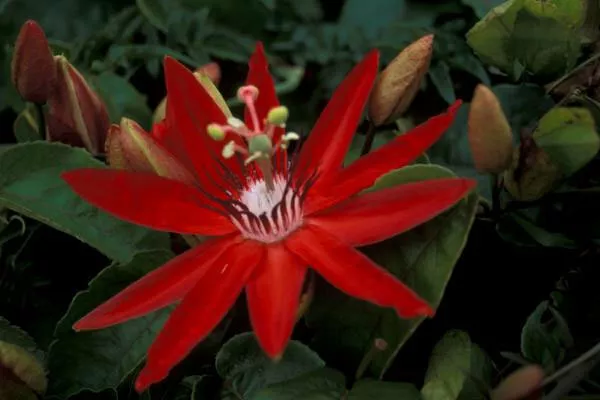 Passiflora coccinea | Red Passion Flower | 5_Seeds 2