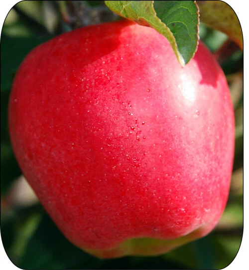 AMBROSIA LOVELY APPLE Native Fruit Tree Seeds, Non GMO Fresh Premium