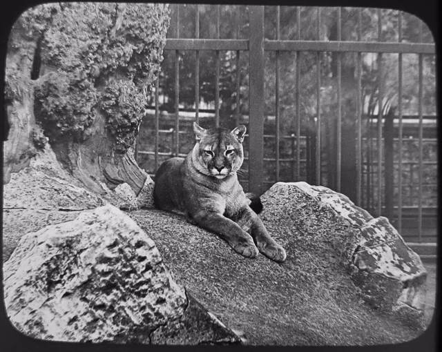 GWW Glas Magic Lantern Folie A PUMA C1890 FOTO ZOO