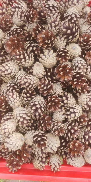 Kiefernzapfeb 200 Stk.  Insektenhotel  Deko  Floristik