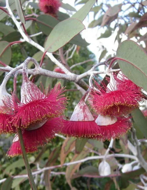 Silver Princess Eucalyptus caesia ssp magna 50 Seeds