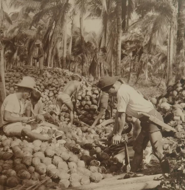 Square Top Keystone Stereoview of Coconut Harvest, Philippine Islands K600 #1015