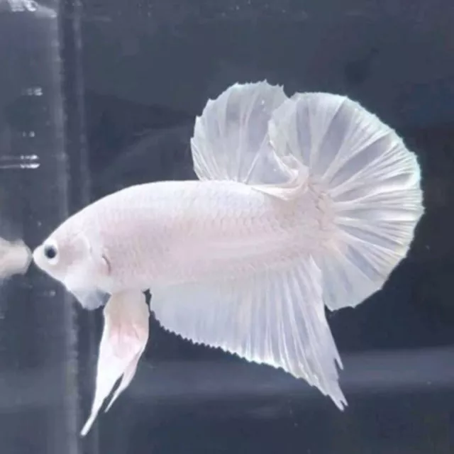 betta fish live HMPK White Platinum Male Form Indonesia
