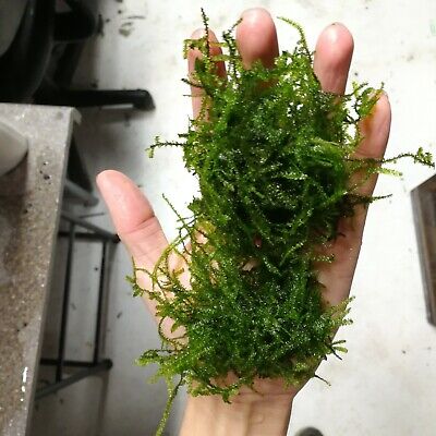 Mini taiwan moss x2 - live aquarium plant, homegrown,ada, WYSIWYG