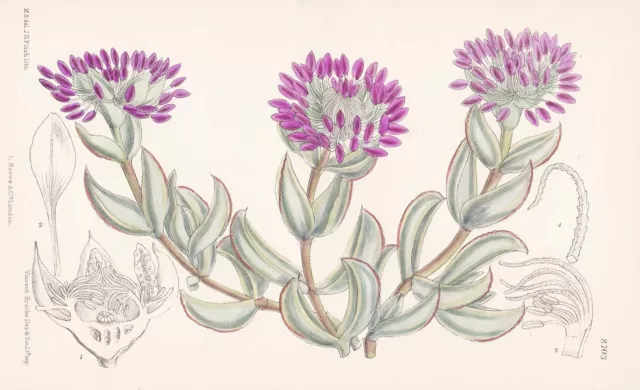 Mesembryanrhemum pillansii South Africa flower Botanik Lithographie Curtis 8703