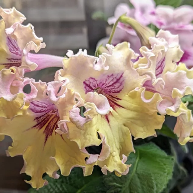 Streptocarpus PK Motyl-Plug Plant