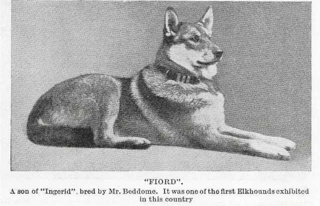 Norwegian Elkhound "Fiord" - 1934 Vintage Dog Art "Photo" Print - MATTED