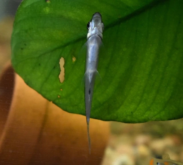 Live Siamese Algae Eater 1.5" (Pack of 3 Tropical Aquarium Fish) PLS READ DESCR 3