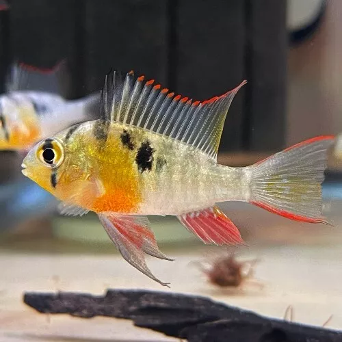 1 Pair Live Juvenile Bolivian Ram Premium Freshwater Tropical Fish High Quality