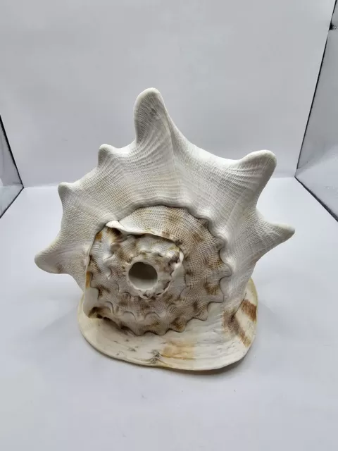 Large Horned Queen Helmet Conch Natural Sea Shell 7x8x5.5