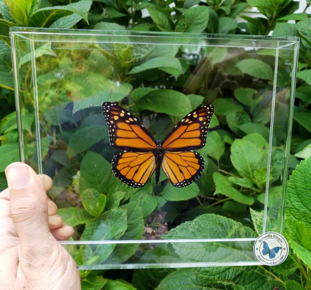 Real 3D Framed Monarch Butterfly - 8x7x1.5 - Acrylic Frame